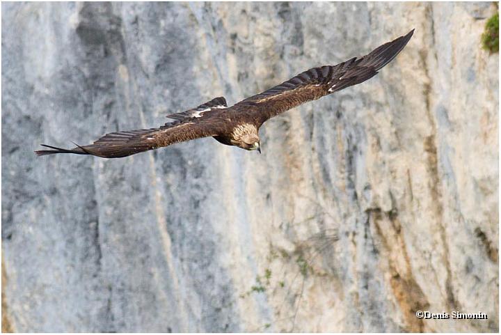 Aigle royal en vol